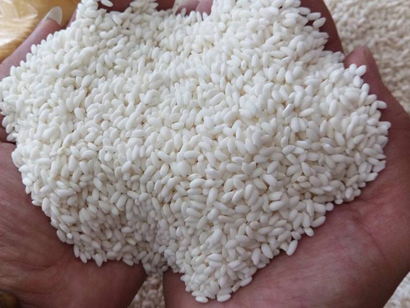 Hạt nếp Bắc đặc trưng bởi độ to tròn, có thể dùng để nấu xôi, ủ tương hoặc ủ rượu